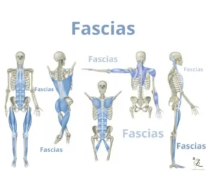 Fascias anatomie