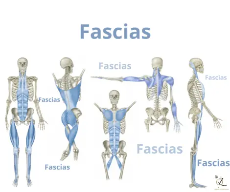 Fascias anatomie