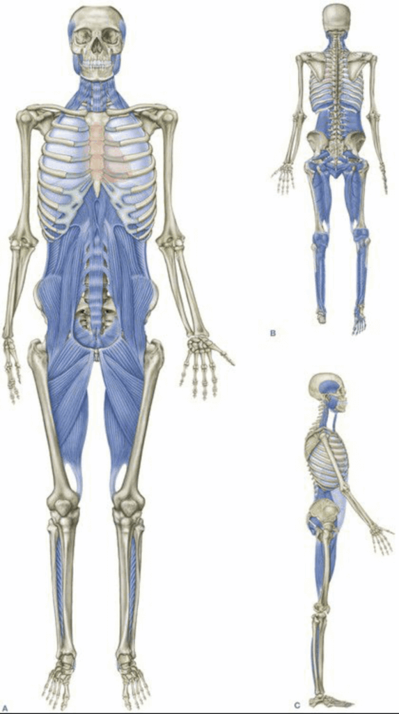 Anatomie des fascias