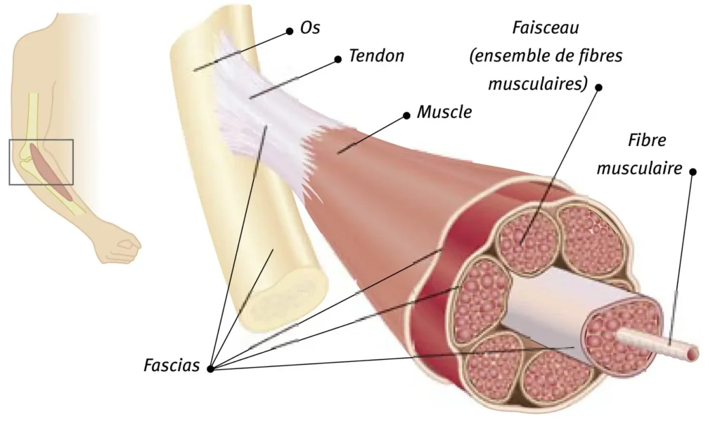 Fascias musculaire