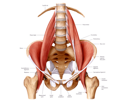 Psoas iliaque